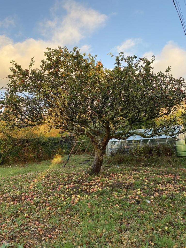 Maes Y Neuadd Talsarnau Buitenkant foto